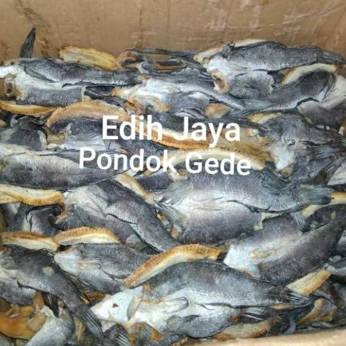 

Ikan Gabus Asin 500 Gram Terlaris