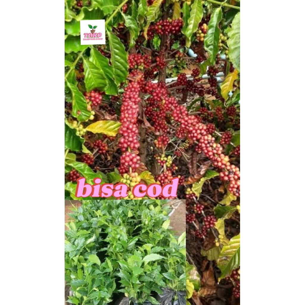 benih bibit kopi robusta