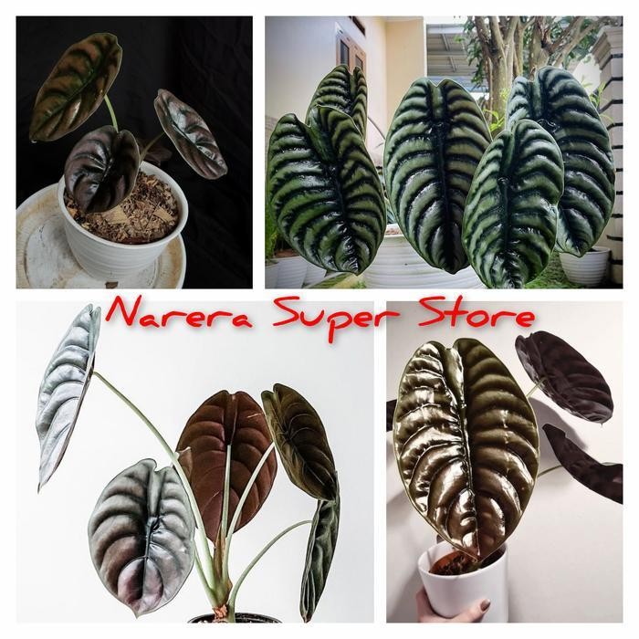 Tanaman Hias Alocasia Cuprea Keladi Tengkorak Pohon Bukan Bonggol Termurah Best Quality 100% Origina