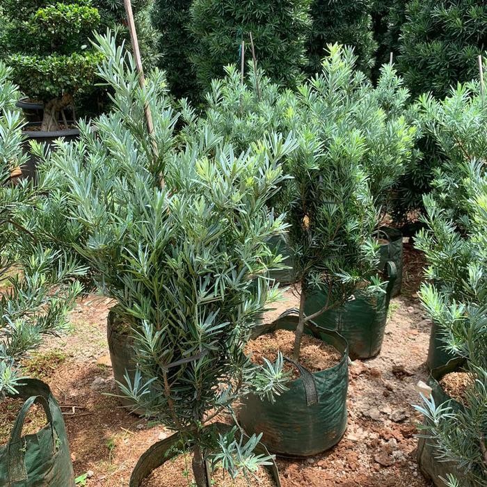 Tanaman Import Lohansung Ice Blue || Pohon Lohansung Ice Blue Murah Termurah Best Quality 100% Origi