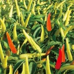 Ter-98 Benih Cabe Rawit Teratas F1 / Lentera F1 10 Gram Merk Bintang Asia