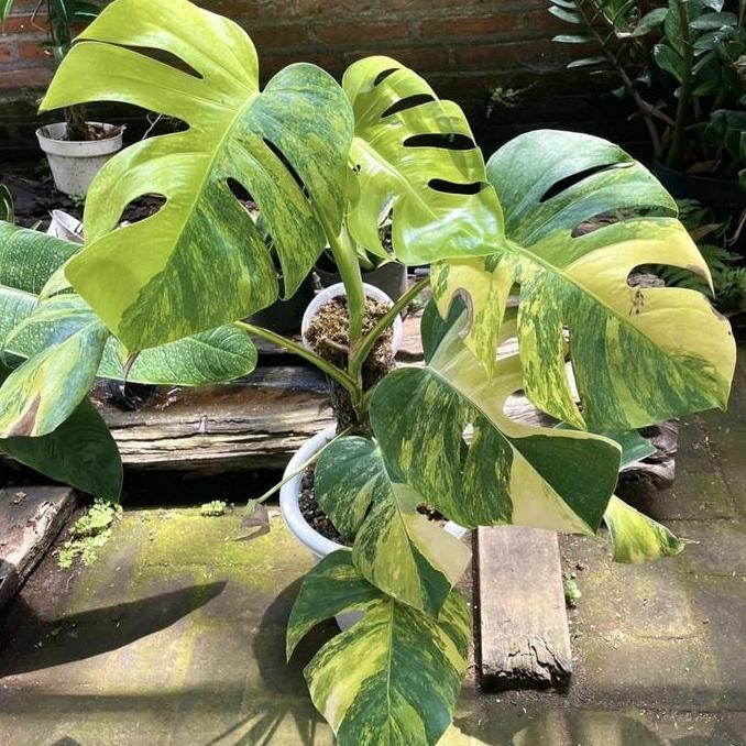BEBAS ONGKIR - Monstera Marmorata Aurea Yellow Variegata Real Pict Murah Ekonomis