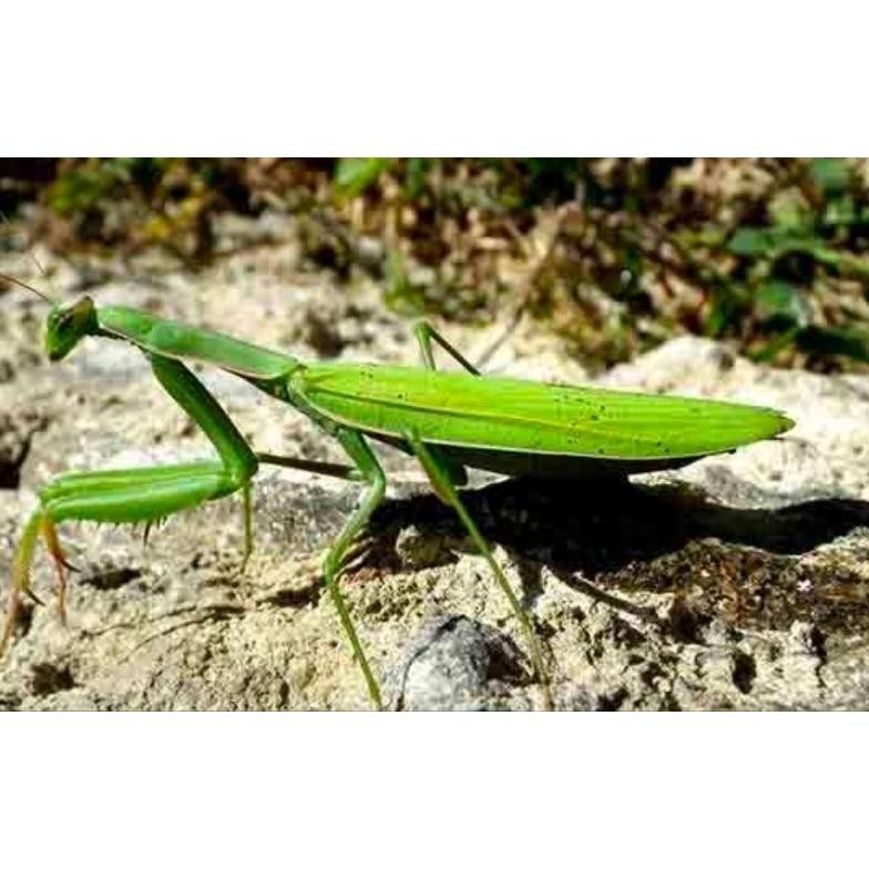 belalang sembah hidup 1pcs DiM