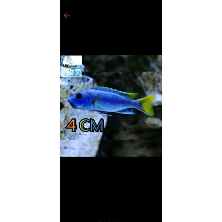 cichlid yellow tail acei DiM