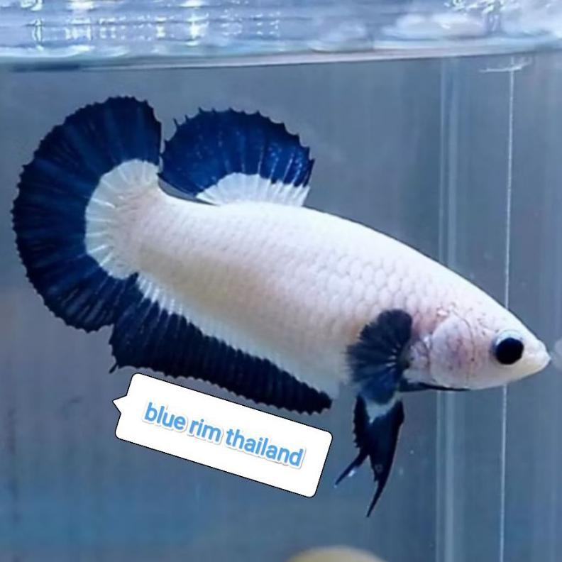 BLUE RIM TOP GRADE DiM