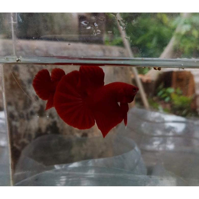 cupang hias hmpk super red DiM