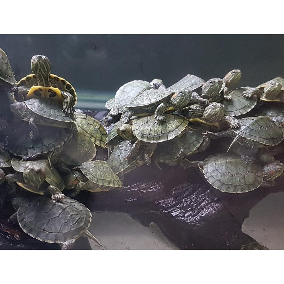 (INSTANT BANDUNG) KURA-KURA BRAZIL BABY BRAZILIAN TURTLE KURA KURA AQUARIUM DiM