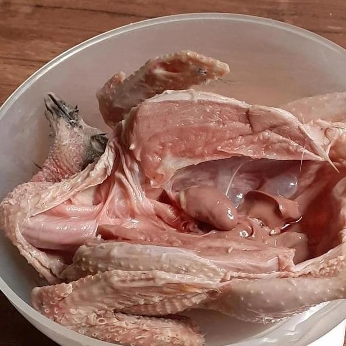 

daging burung merpati/dara jumbo murah segar