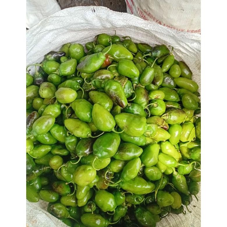 

Eksklusif Cabe Gendot Segar Super Besar Isi 500Gr