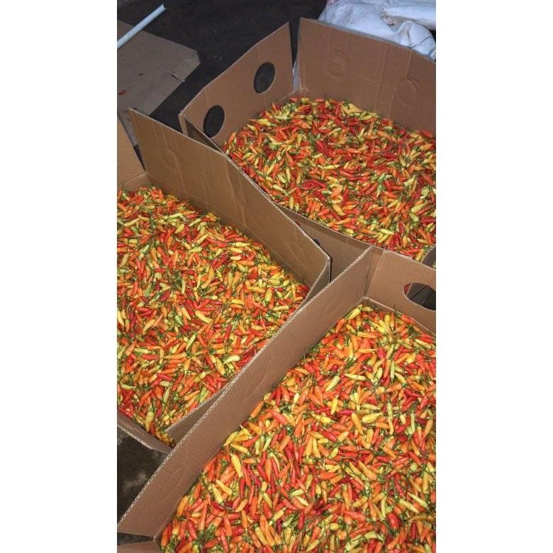 

Revolusioner Cabe Rawit Ori Super Fresh Ori Sleman 1Kg