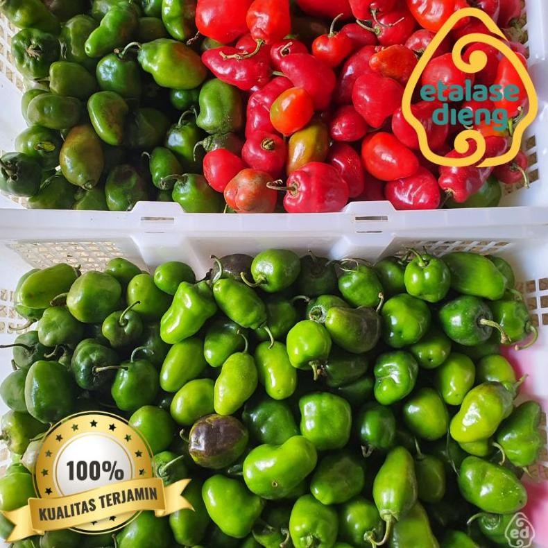 

Pilihan Tepat Cabai / Cabe Gendot / Cabe Dieng / Cabe Gendut / Habanero / Cabe Fresh / Cabe / 1Kg / 0,5 Kg