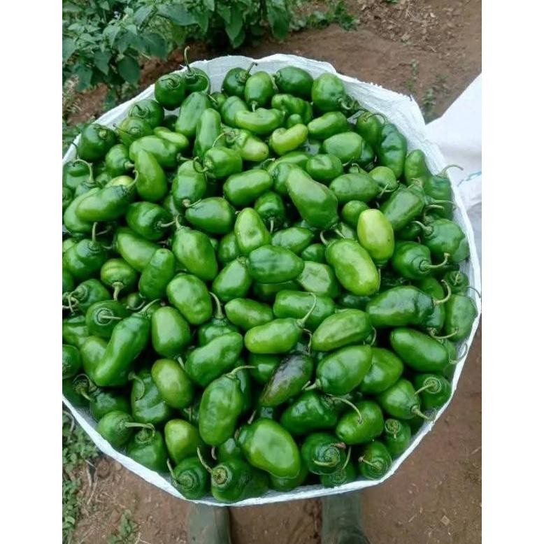 

Special Cabe Gendot Segar 1Kg - Fresh Langsung Dari Kebun