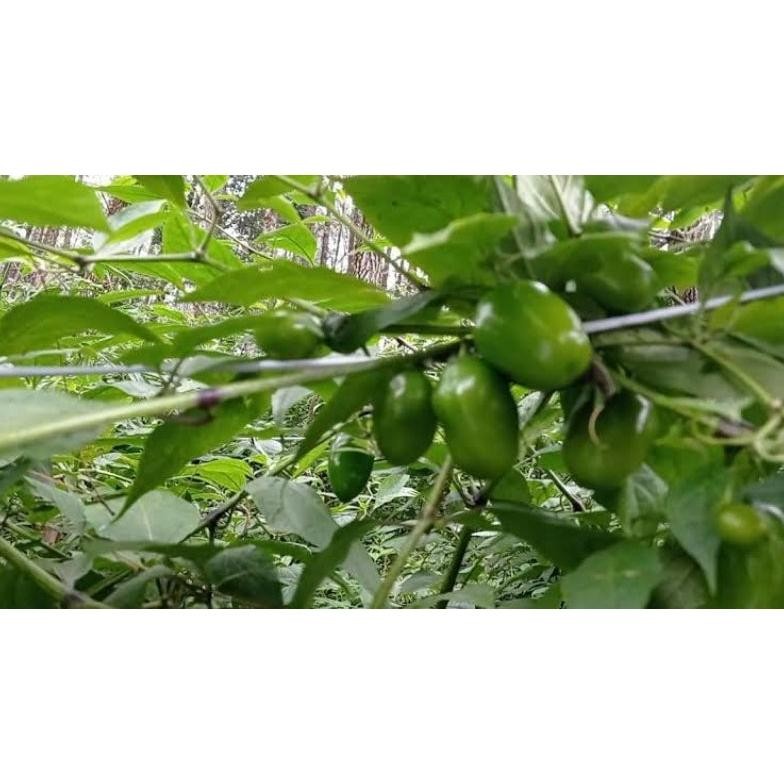 

Mampu Bersaing Cabe Gendot 1Kg Asli Dieng