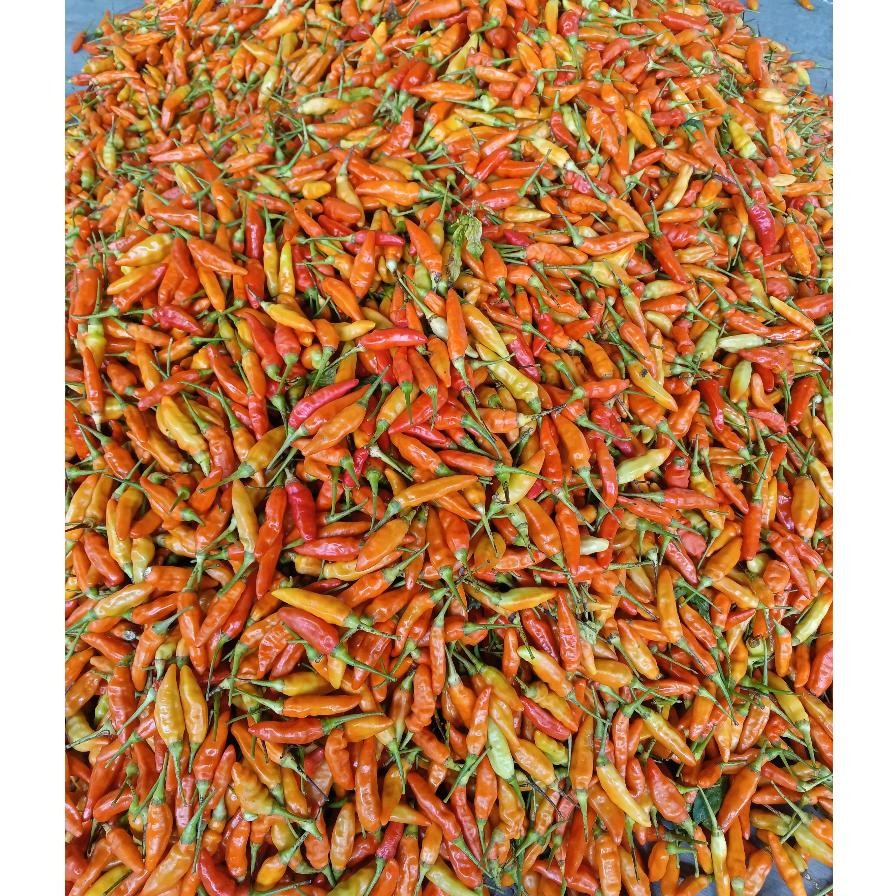 

Bisa Diandalkan Cabe Rawit Merah 1Kg / Cabai Rawit Merah 1 Kg / Lombok Rawit Merah Fresh 1 Kg Cabe Rawit Setan Packing Kardus