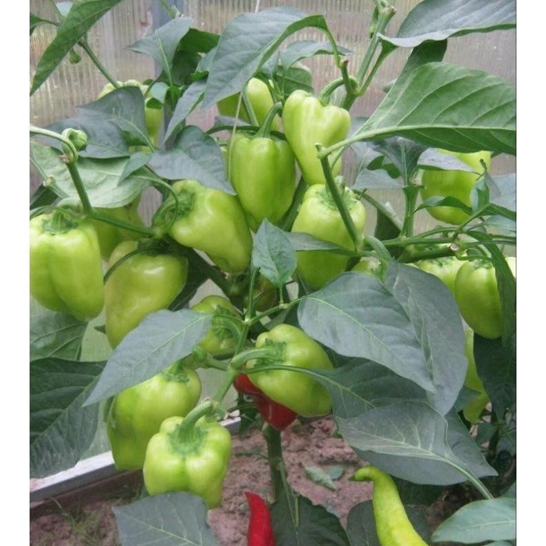 

Bisa Disesuaikan Tanaman Cabe Paprika - Cabai Gendot - Lombok Terpedas Di Dunia