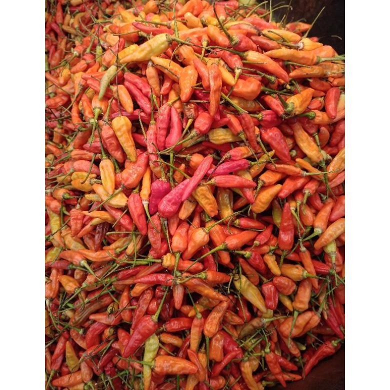 

Momen Spesial Cabe Rawit 1Kg Fresh Termurah !!!