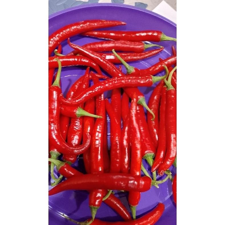 

Terbaru Cabe Merah Besar Tw Beauty Pedas Merah 1 Kg