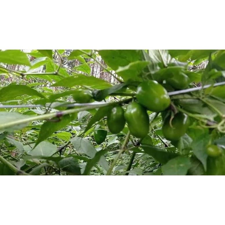 

Mampu Bersaing Cabe Gendot 1Kg Asli Dieng