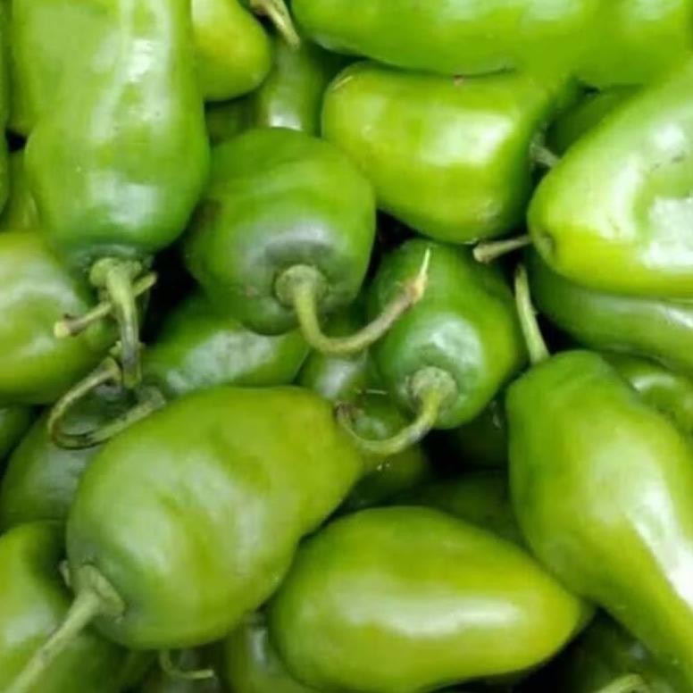 

Bahan Terbaik Cabe Gendot Segar Super Besar Isi 500Gr