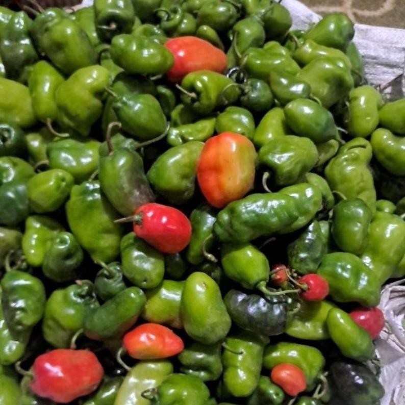 

Tangguh Cabe Gendot Organik Dieng 1 Kg (Harga Promo,Rusak Kami Ganti !)