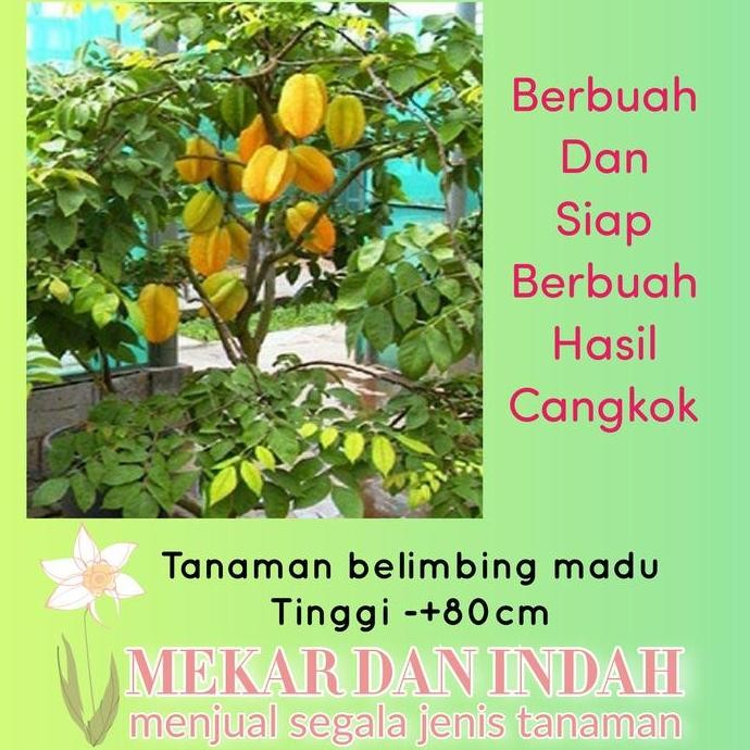 

TERMURAH TANAMAN POHON BUAH BELIMBING MADU DEWI SIAP TANAM