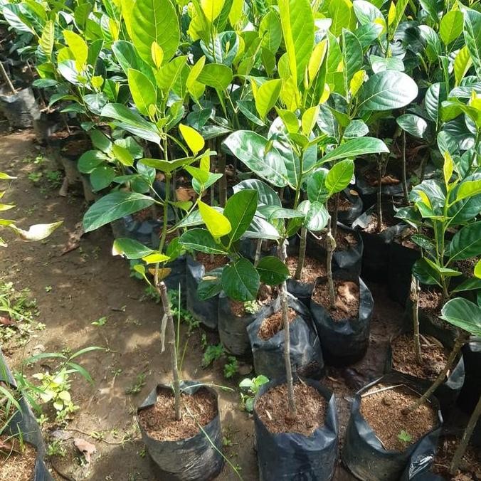 

TERMURAH BIBIT NANGKA MERAH MADU | TANAMAN BUAH EKSOTIS RASA MANIS UNIK