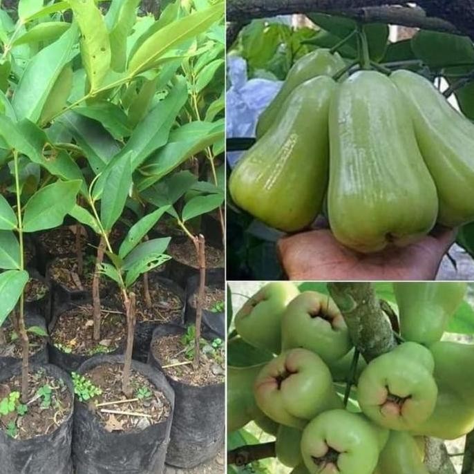 

TERMURAH BIBIT JAMBU MADU DELI OKULASI - TANAMAN BUAH CEPAT BERBUAH