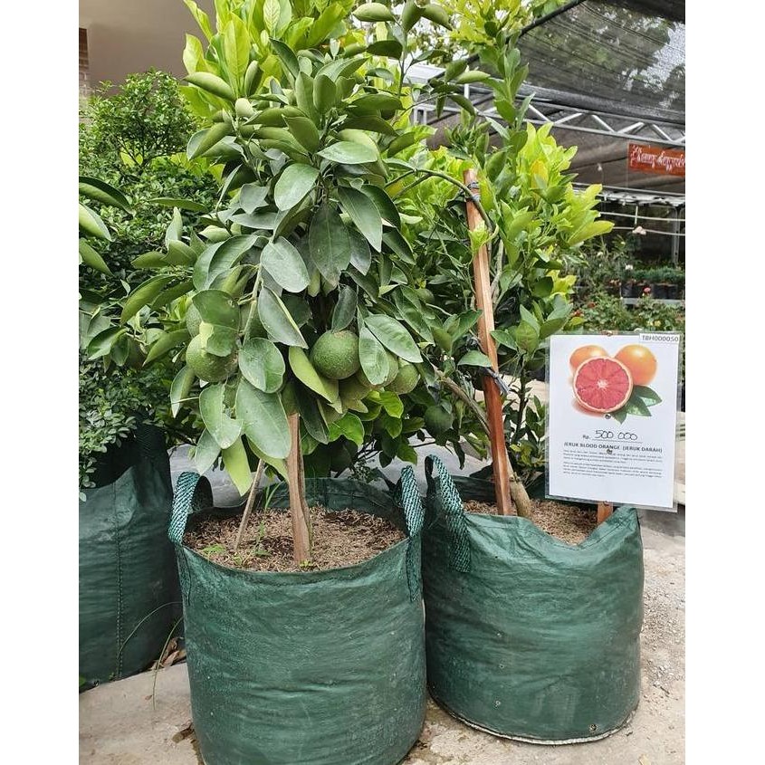 

TERMURAH PLANTER BAG 75 LITER - POT TANAMAN BUAH BIBIT JERUK SANTANG MADU