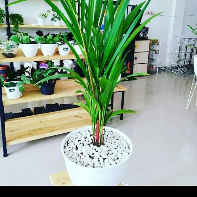 Terlaris Pohon Palem Merah 1 Meter + Pot Putih Ready Stok