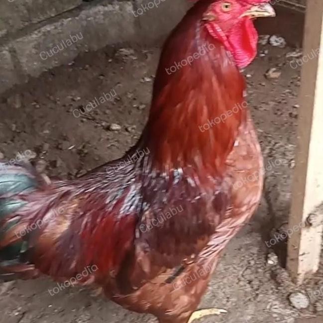 

TELUR TETAS FERTIL AYAM RAS YANG BISA DIKEMBANGBIAKKAN & TIDAK BERISIK