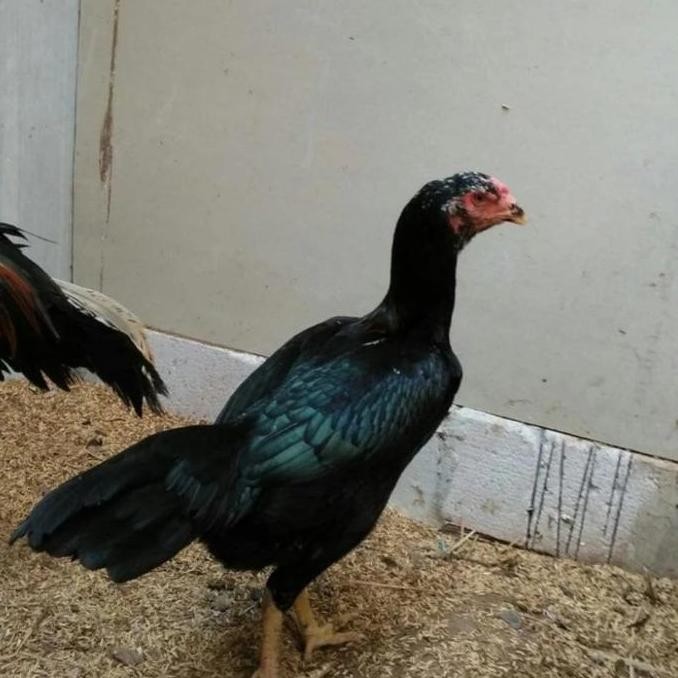 

TELUR AYAM SHAMO SIAP TETAS FERTIL