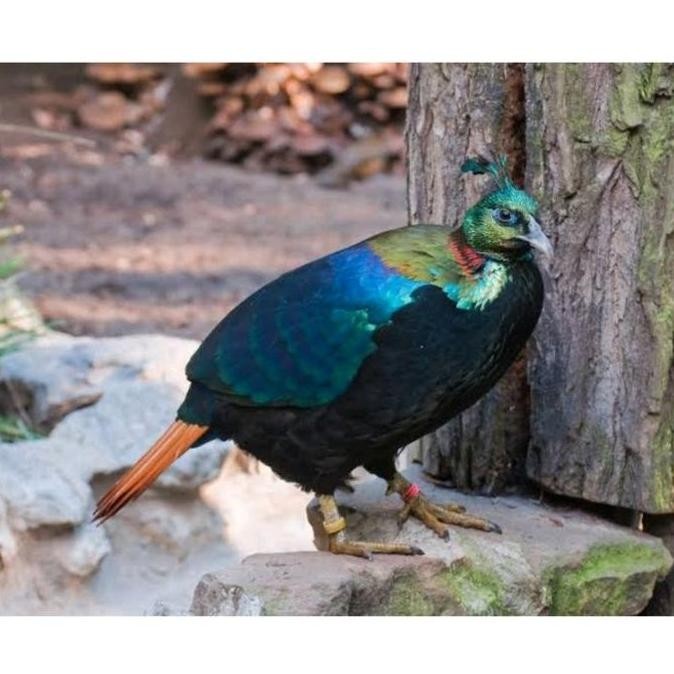 

TELUR AYAM HIAS IMPEYAN PHEASANT SIAP TETAS