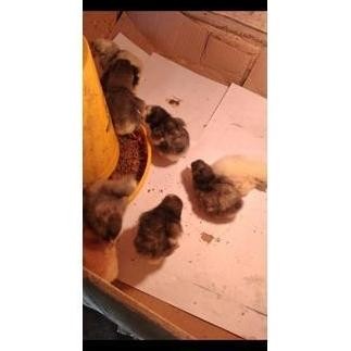 

100% TELUR TETAS FERTIL -