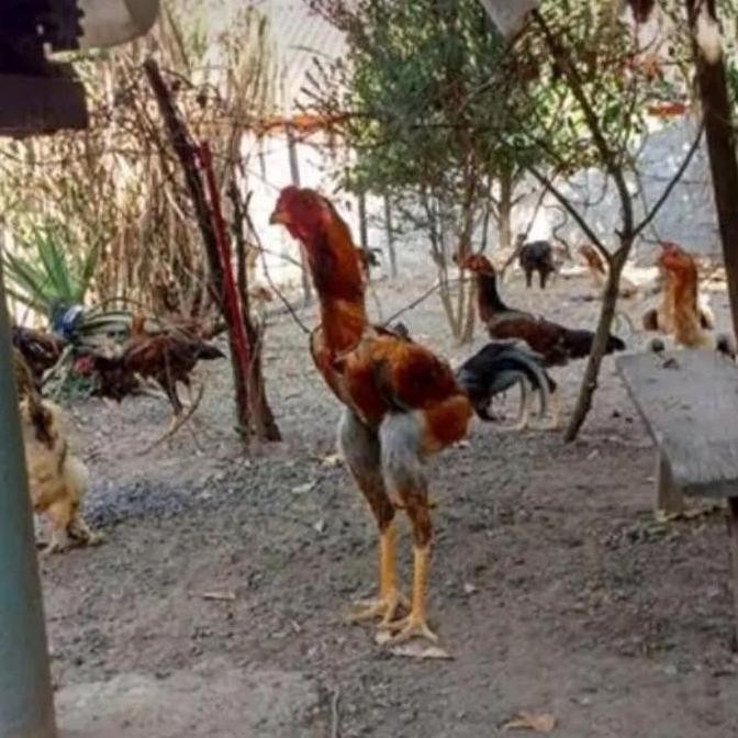 

TELUR TETAS INDIO GIGANTE. HARGA PROMO DI BULAN RAMADAN