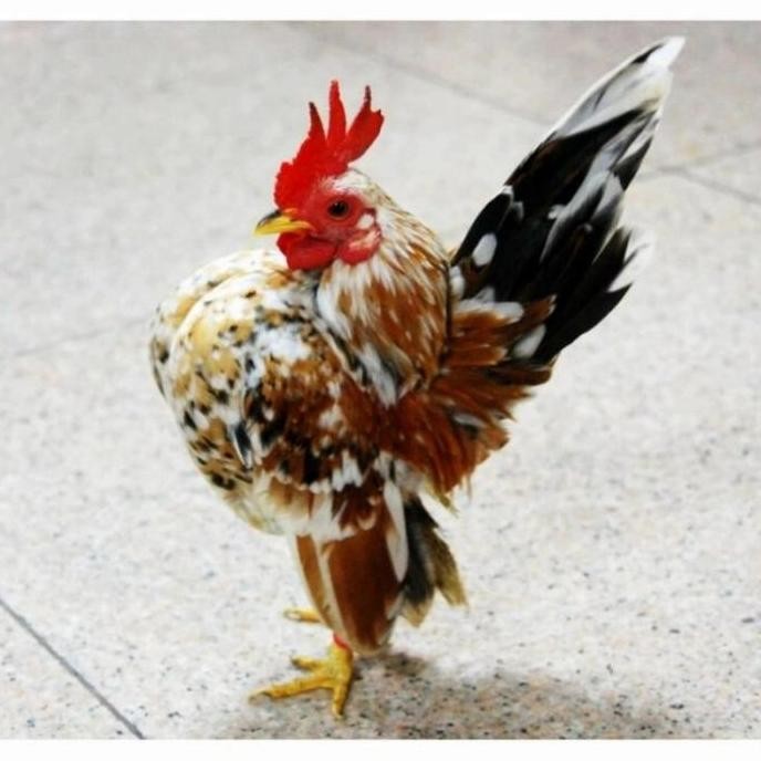 

TELUR AYAM SERAMA SIAP TETAS