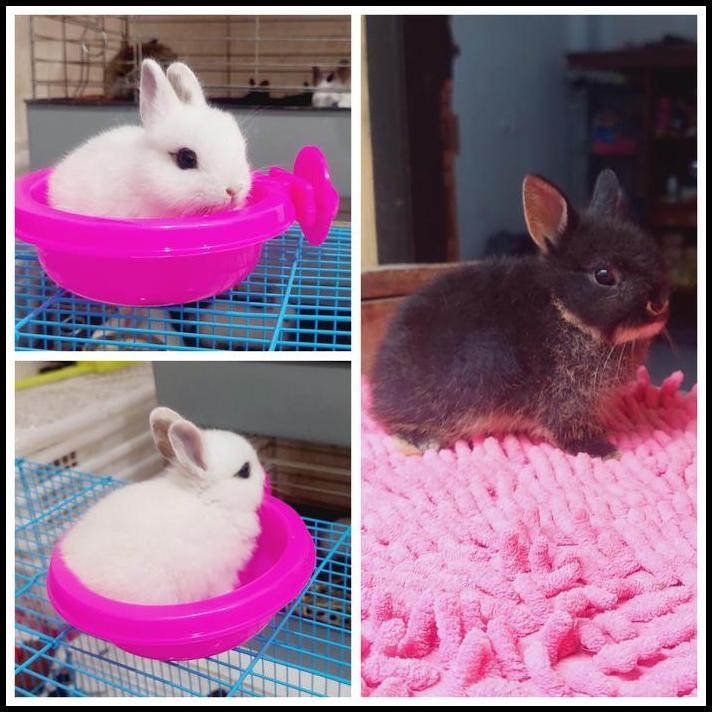 paket kelinci mini ND