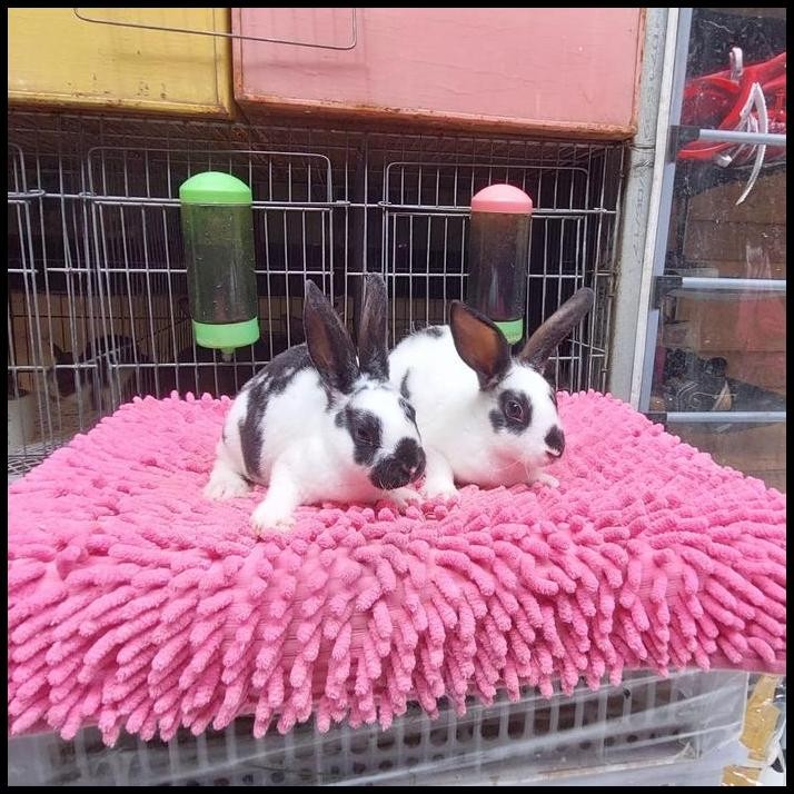 kelinci mini rex junior anakan broken