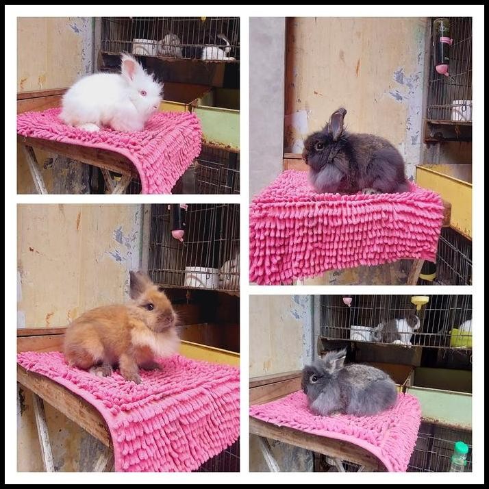 kelinci indukan lion head jantan dan betina brood quality