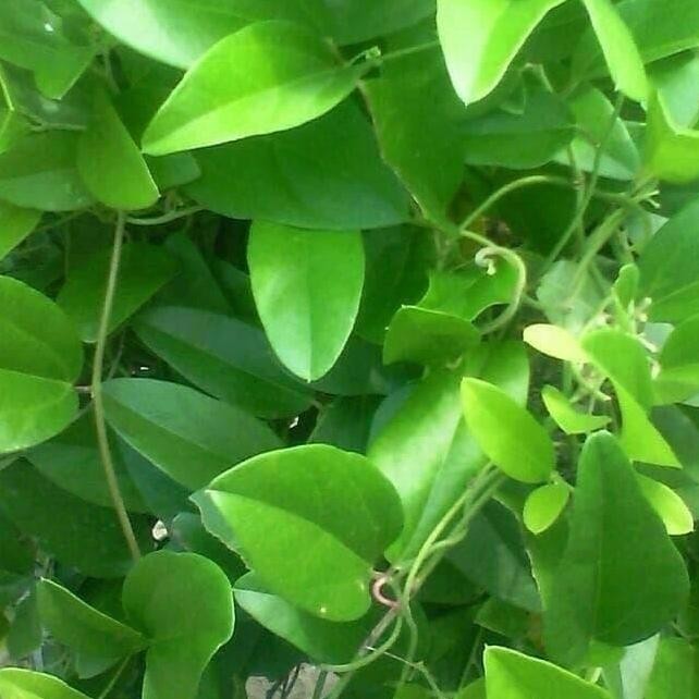 

TERMURAH - daun cincau rambat TERMURAH cincau jelly 1000 helai