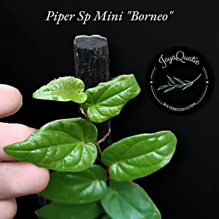 Piper Sp Mini "Borneo" - Tanaman Hias Rambat Paludarium Terrarium