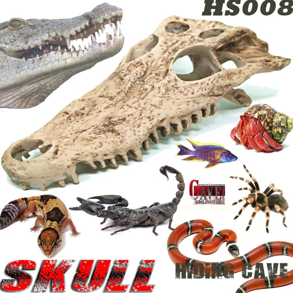 HS008 HIDING SKULL TENGKORAK KEPALA BUAYA CROCODILE SKELETON KERANGKA FOSIL PREDATOR HIASAN TERRARIU