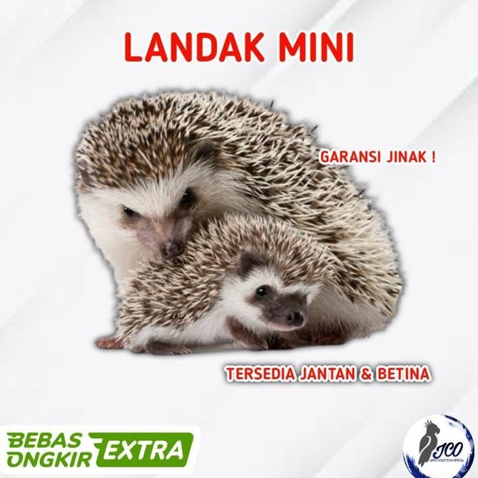 landak mini jinak hedgehog peliharaan imut jinak murah   berkualitas