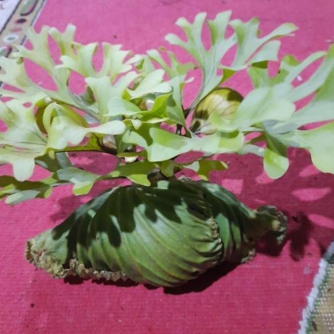 Terlaris tanaman hias tanduk rusa#Platycerium Ridleyi#tanaman gantung#simbar#COD