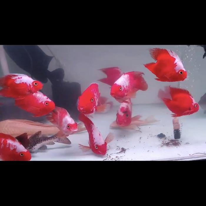 Kkim King Kong Parrot Santa 14Cm Merah Cabe