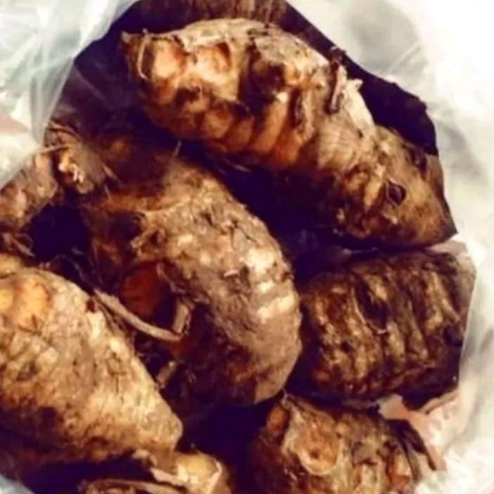 

Induk Kunyit Segar Biang Kunyit Segar 1Kg
