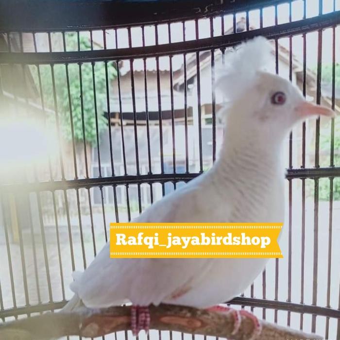 PERKUTUT PUTIH KATURANGGAN SONGGO RATU