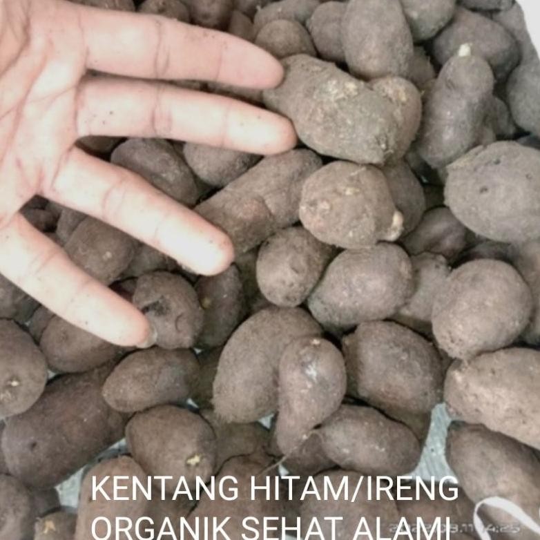 

BISA COD KENTANG HITAM/IRENG/BULU/kleci/jembut kembili 1000gr SEHAT Nugi