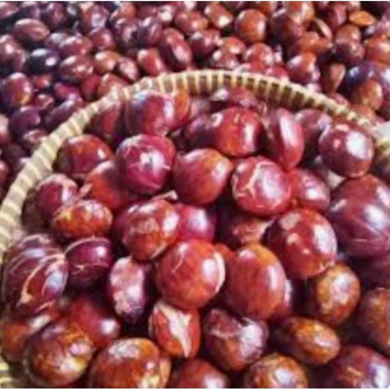 

jengkol tua besar Nugi