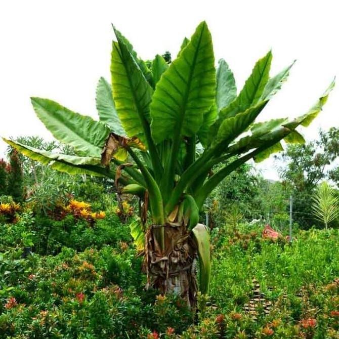 Terlaris Bibit tanaman Hias Pisang Amazon TERMURAH