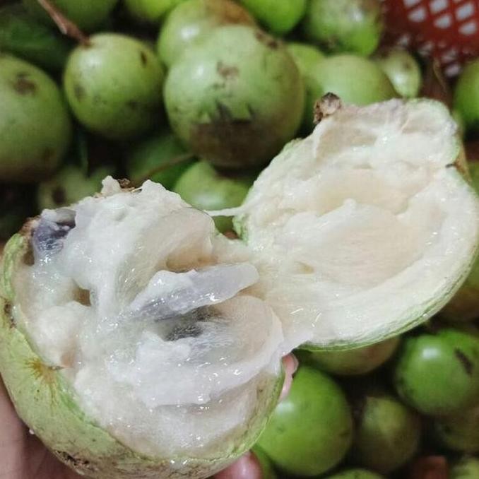 TERLARIS Bibit Tanaman Buah Sawo Durian / Kenitu /Sawo Ijo / Sawo Apel